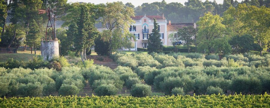 Chateau Canet an award-winning wine and olive domaine in the Languedoc, France